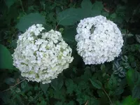 CIMG3215.webp