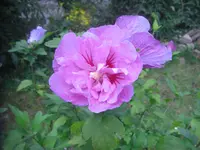 CIMG3217.webp
