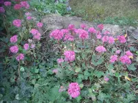 CIMG3218.webp