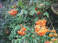 CIMG3220.webp