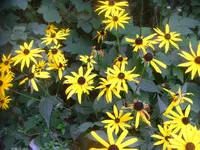 CIMG3222.webp