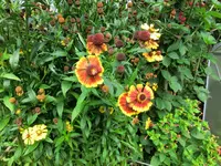 CIMG9070.webp