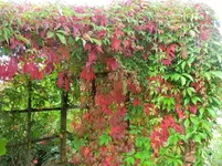 CIMG9071.webp
