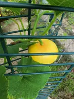 CIMG9073.webp