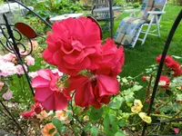 CIMG9075.webp