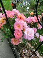 CIMG9076.webp