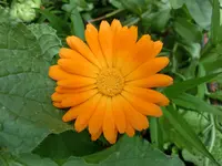 CIMG9077.webp