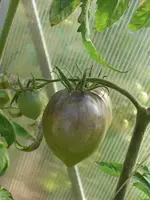CIMG9963.webp