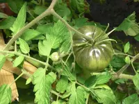 CIMG9965.webp