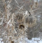 thistles_in_winter_p.jpg