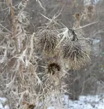 thistles_in_winter_p.webp