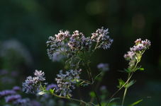 wild_flower_p.webp
