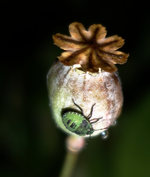 TiereMakro (37).webp
