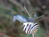 TiereMakro (36).webp