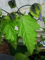 20140906_132408_resized.webp