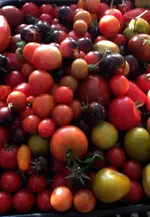 Tomaten2.webp