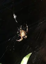 Spinne2.webp