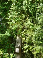 Clematis in Fichte nah.webp