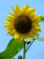Sonnenblume nah.webp