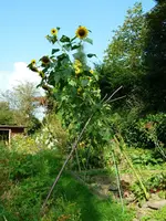 Sonnenblumen.webp