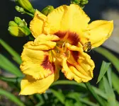 a236.webp