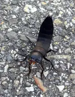 f5t4803p80544n2_fgaWwIbM.webp