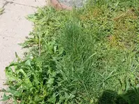 k-P1080085.webp