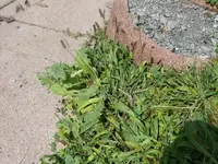 k-P1080086.webp