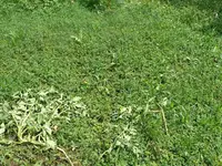 k-P1080087.webp