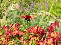 DSCN9417.webp