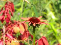 DSCN9419.webp