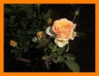 021.webp