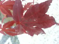 20140908_182838.webp