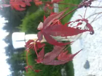 20140908_182931.webp