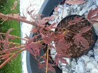 20140908_183108.webp