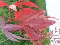 20140908_183121.webp