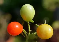DSC_0561_3_kleine_Tomaten.webp