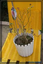 comp_DSC02223.webp