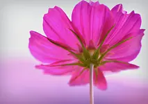 ganzzart.webp