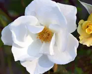 DSC_0518_weiSe_Rose.webp