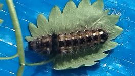 IMG_20140826_140932 unbekannte Raupe.webp