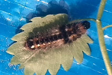 IMG_20140826_140959 unbekannte Raupe.webp