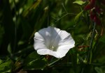 bindweed_p.jpg