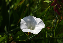bindweed_p.webp