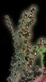 psytranced_flower_hg_net.webp
