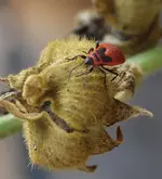 P8219182_Feuerwanzenlarve_auf_Stockrosensamen.webp