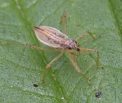 DSC_8275_Larve_der_Sichelwanze_Nabis_Limbatus.webp