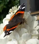 TiereMakro (38).webp