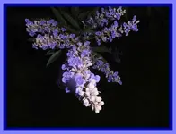 011.webp