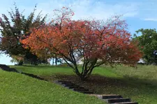 herbst ..webp